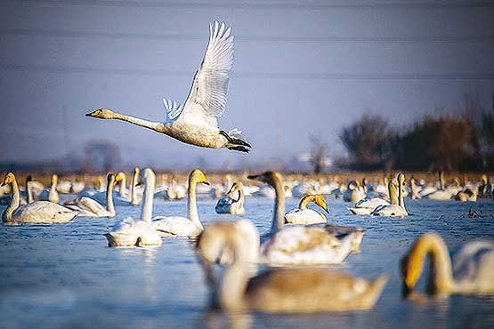 قوهای نمک شناس قوهای نمک شناس