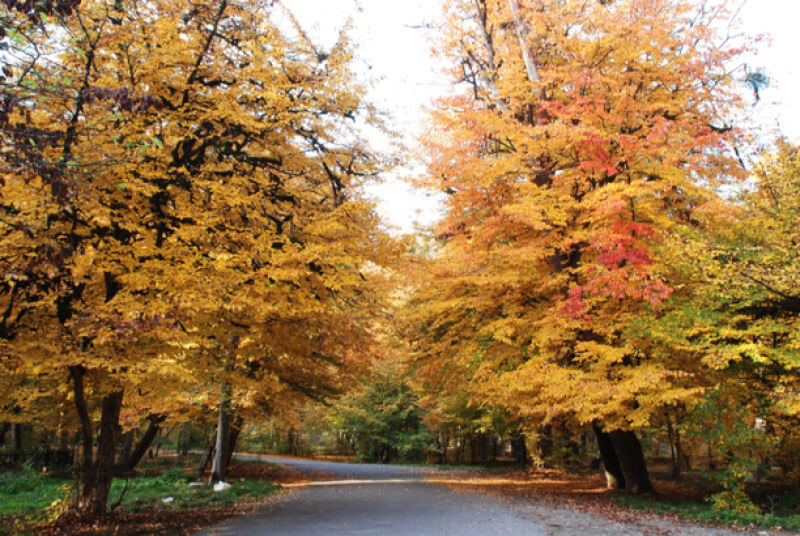 تنگ چهل چای تنگ چهل چای