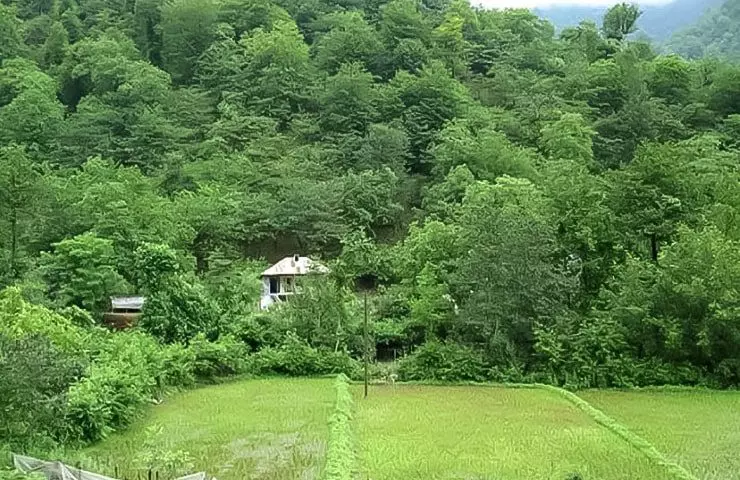 جنگل نارنجلو بابل جنگل نارنجلو بابل
