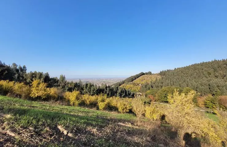 جنگل هزار جریب بهشهر جنگل هزار جریب بهشهر