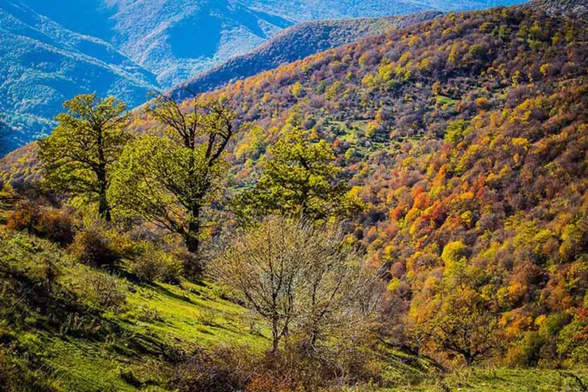 جنگل طبیعی تنباکولو اهر جنگل طبیعی تنباکولو اهر