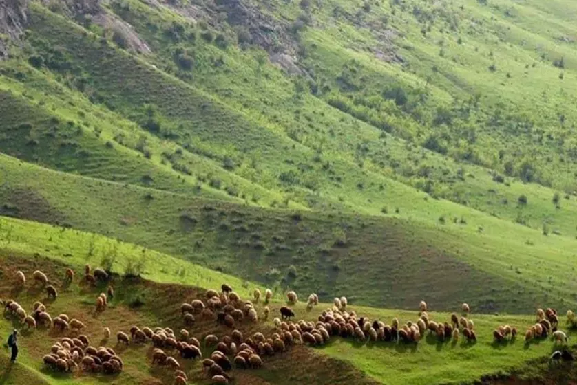 جنگل طبیعی تنباکولو اهر جنگل طبیعی تنباکولو اهر
