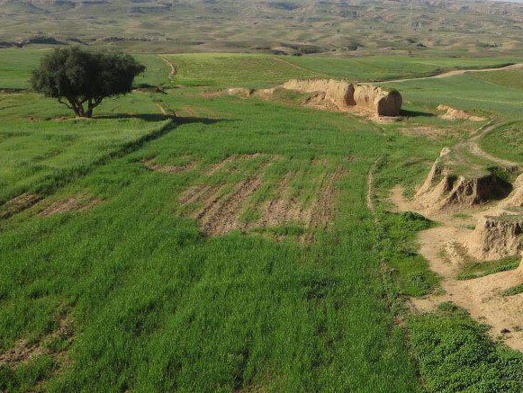 روستای دشت بزرگ گتوند روستای دشت بزرگ گتوند