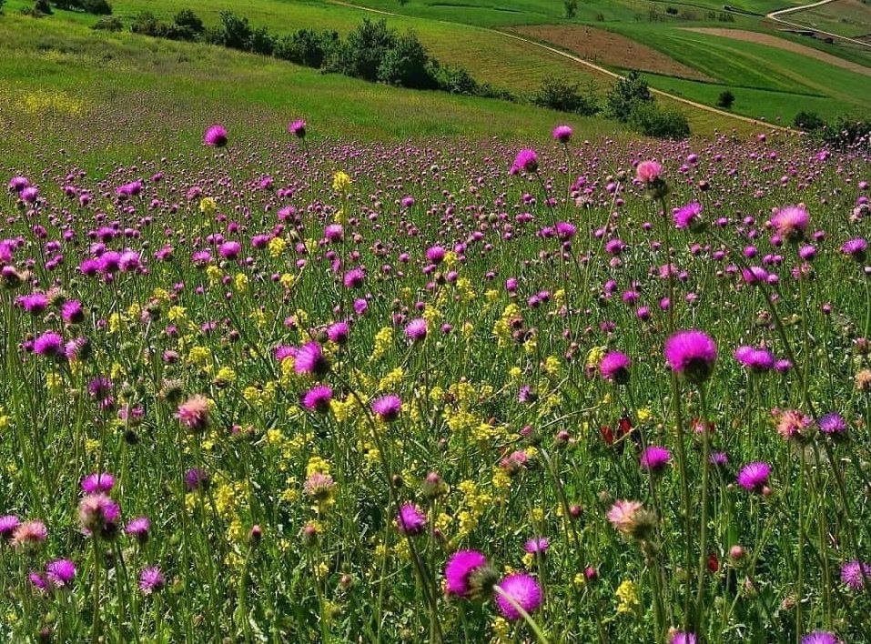 روستای استارم بهشهر