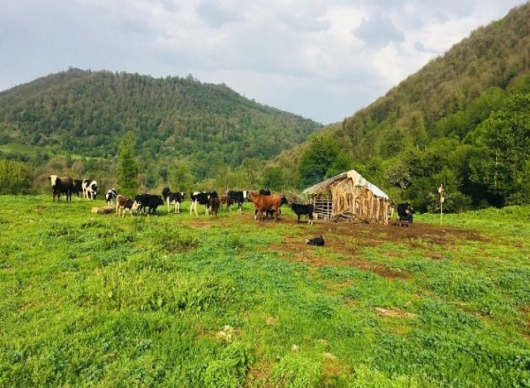 سرسبزی مازندران