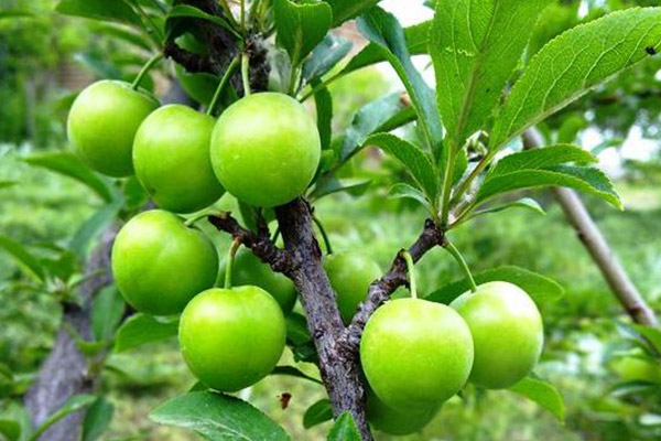آلوچه (گوجه سبز) آلوچه (گوجه سبز)