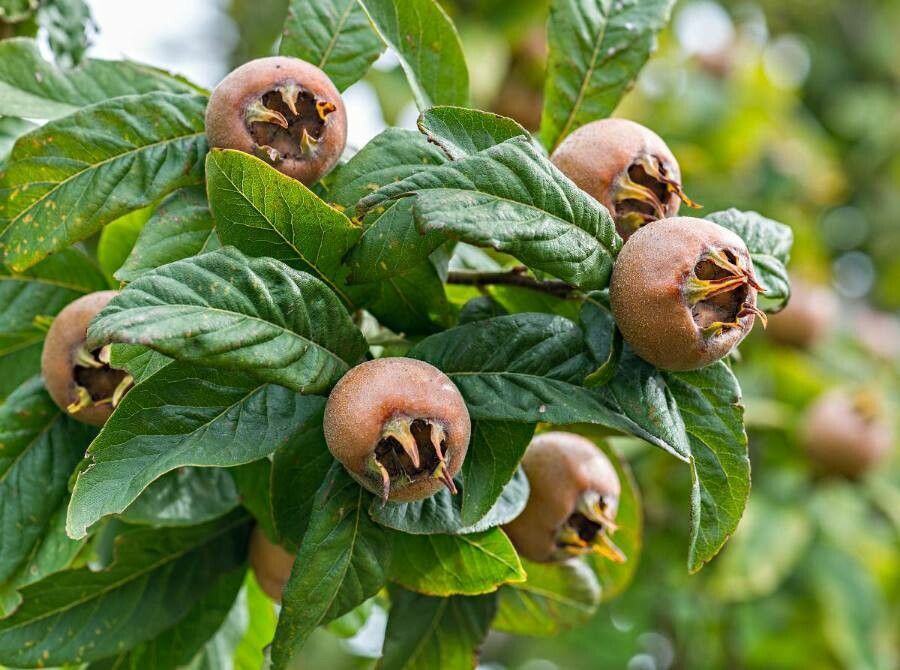 ازگیل (کنس) ازگیل (کنس)