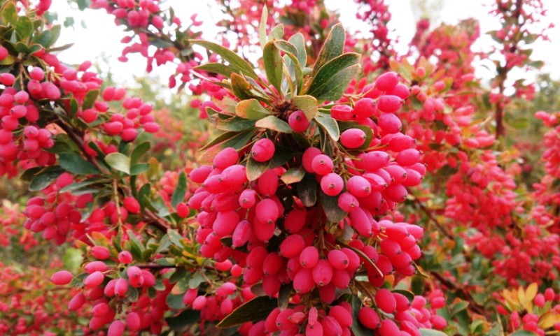 زرشک وحشی