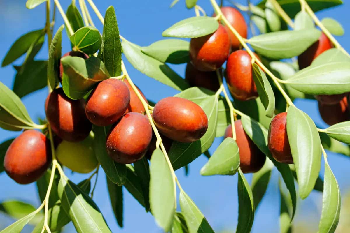 عناب جنگلی