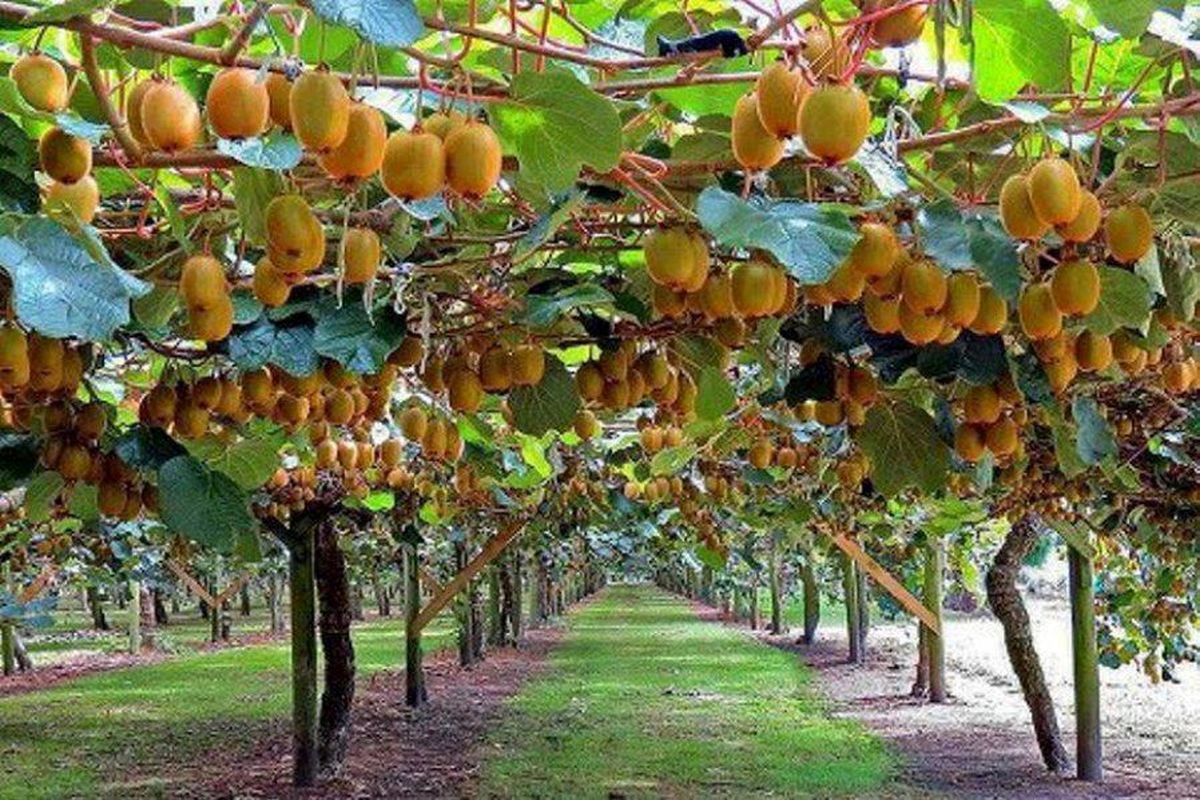 کیوی ایرانی کیوی ایرانی
