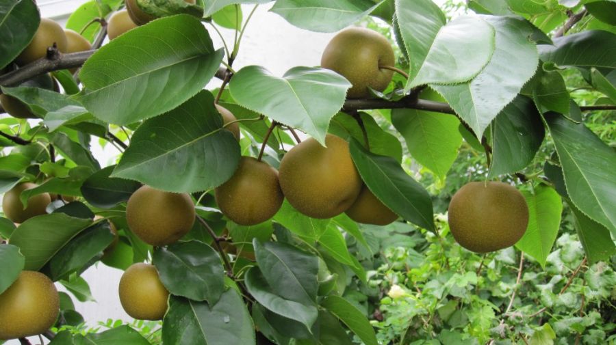 گلابی وحشی