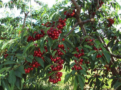 گیلاس وحشی
