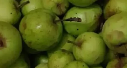 سیب جنگلی