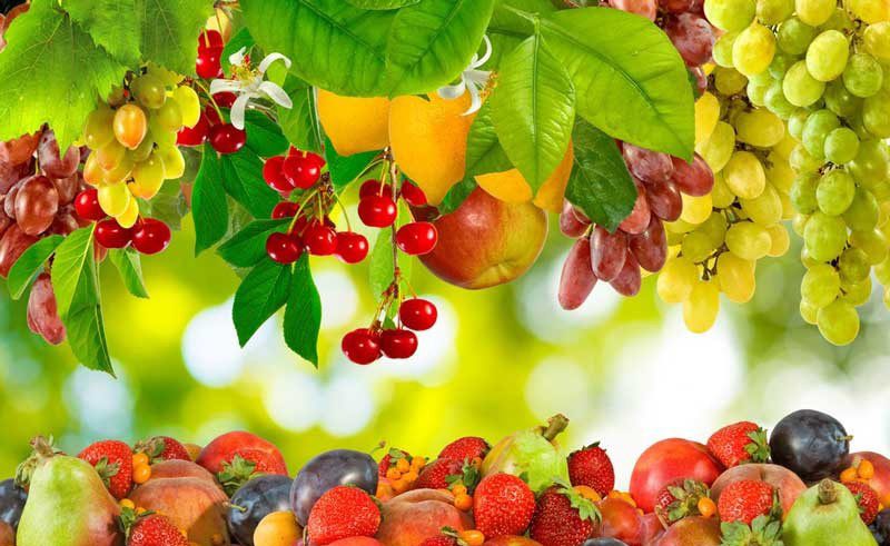 میوههای ناب ایرانی