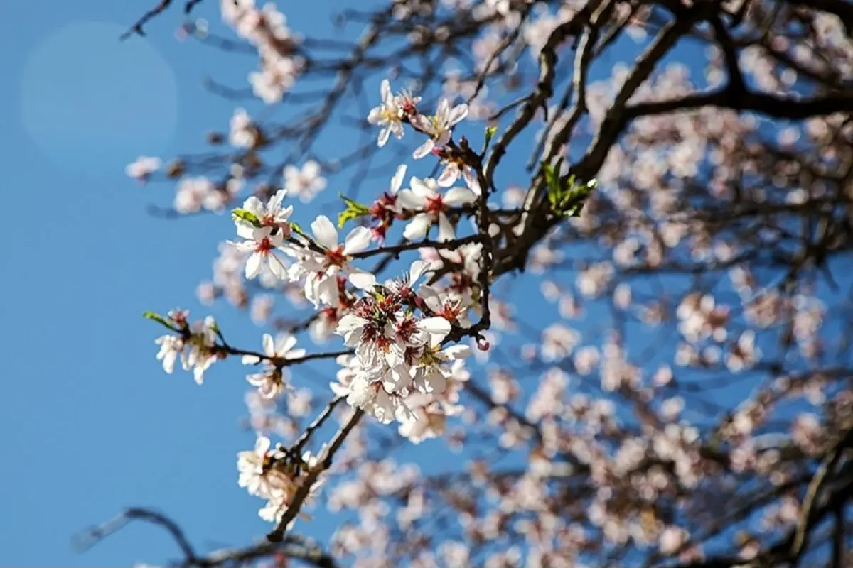تقویم کُردی