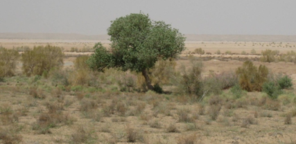 مجتمع کویری احمد آران و بیدگل