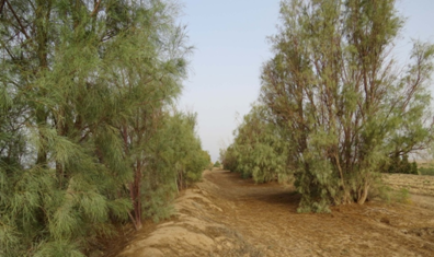 مجتمع کویری احمد آران و بیدگل