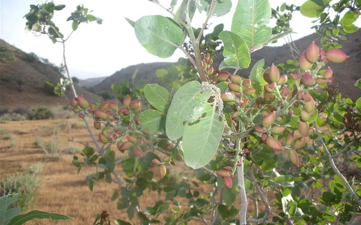 باغ کشمیر باغ کشمیر