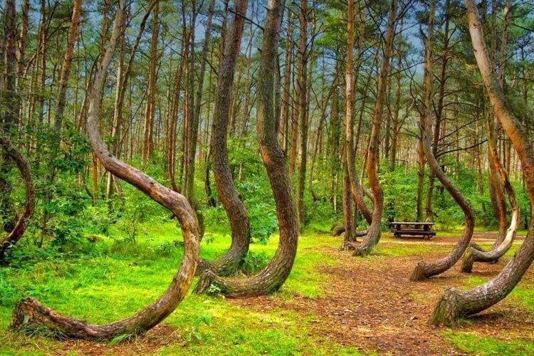 جنگل‌ گردی حرفه‌ای در شمال