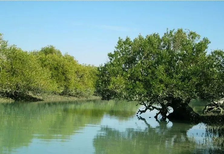 جنگل های حرا