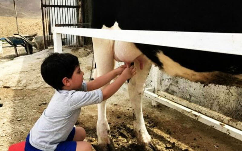 مزرعه گردشگری