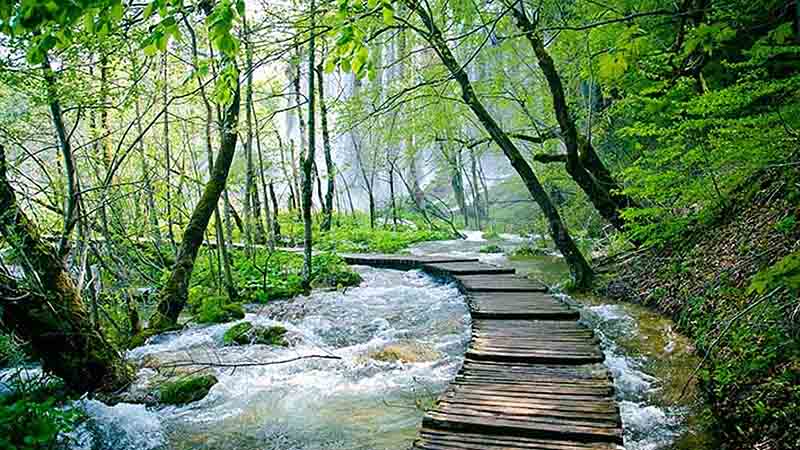 جنگل‌ گردی حرفه‌ای در شمال