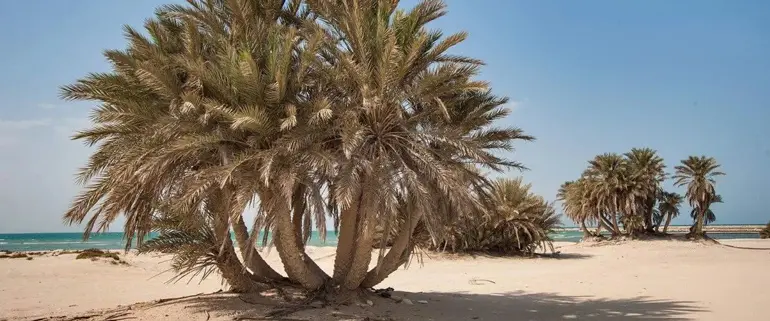ساحل ام باب