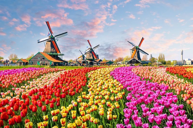 زانسه شانس