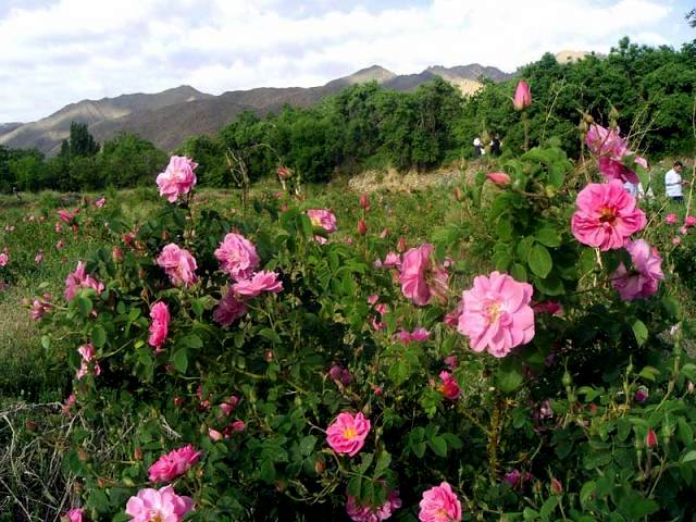 گلاب قمصر
