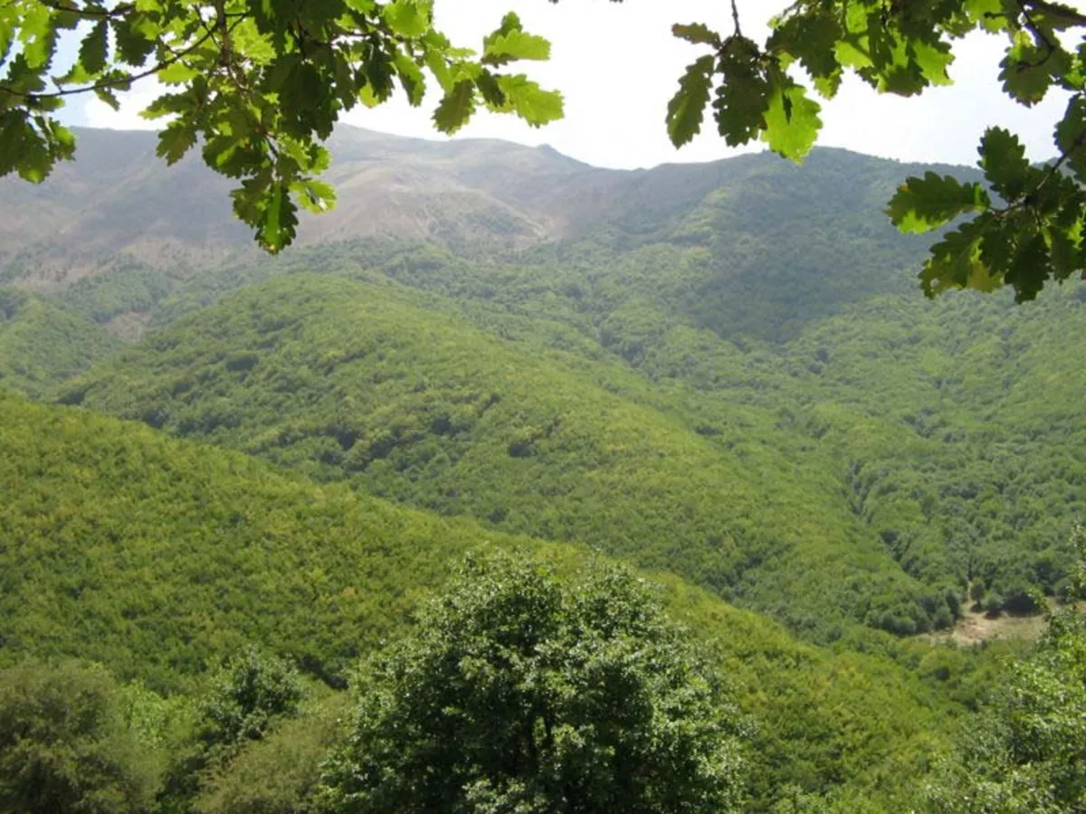 جنگل ارسباران