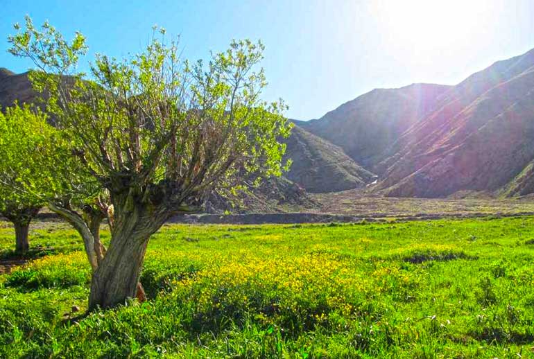 دشت هویج دشت هویج