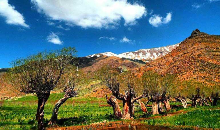 دشت هویج دشت هویج